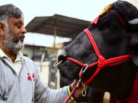 Super bull or Vicky Donor? Yuvraj, father of 1.5 lakh calves is worth Rs 9 crore!