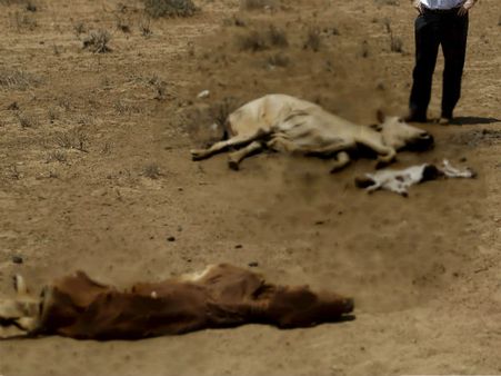 Uttar Pradesh: Carcasses of 40 cows recovered from farmhouse