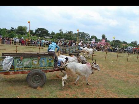 PETA to challenge legislation to resume bullock cart races
