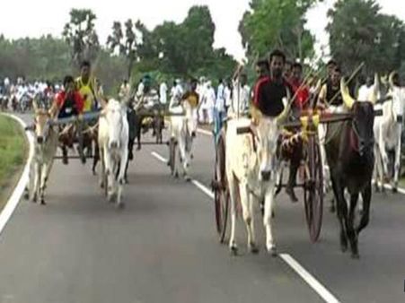 Bombay HC stays bullock cart races in Maharashtra until rules are framed