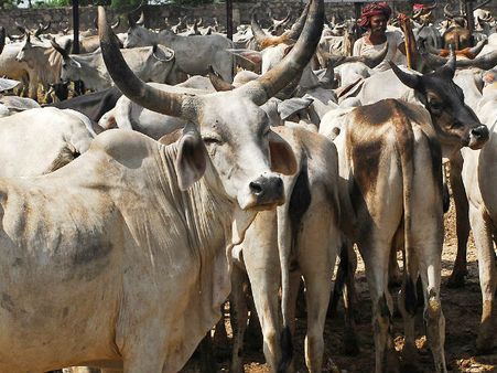 UP madrasa’s postcard campaign: Modi<i>ji</i> ban cow slaughter all over India