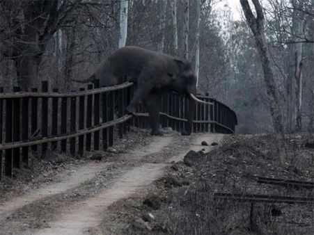 Nagarahole: No 'elephant'ine task to cross the fence