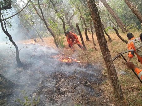 Gujarat: Lions shifted to safer areas after fire in Sarasiya forest