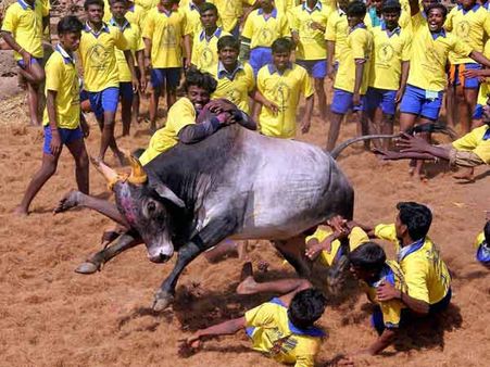 Is Jallikattu a cultural right? SC refers matter to constitution bench