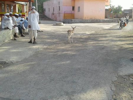 No man-animal conflict here: Deer take shelter in this village at Nashik