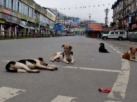 Stray dog feeds on infant's corpse inside hospital premises in Odisha