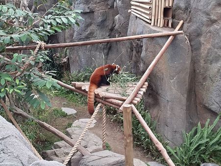 Endangered Red Panda rescued in Assam
