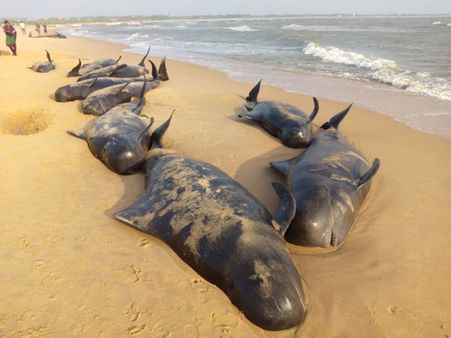 Blue Whale, fast spreading 'suicide game' under tight surveillance in China