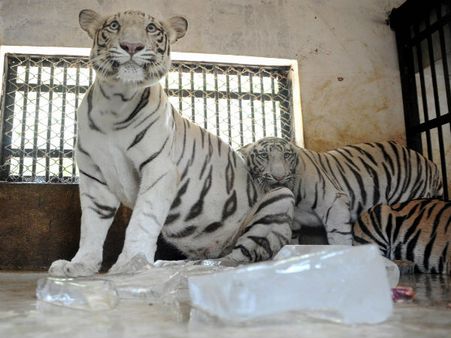 This summer, beat the heat with ‘ice blocks’ like white tigers of Odisha