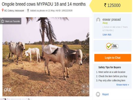 After Centre's ban on sale of cattle for slaughter, Cows up for sale on OLX