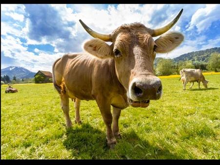 Mooing of cows kills Pathogen in air, its horns absorb cosmic energy: Rajasthan HC