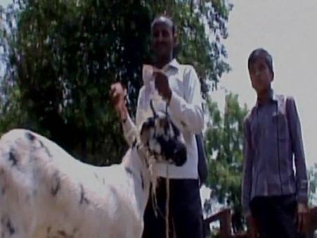 Goat eats master's currency notes worth Rs 62,000
