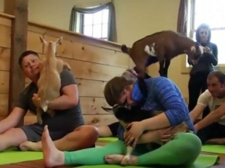 How about doing ‘goat yoga’, this Yoga Day? We’re not kidding, it’s real