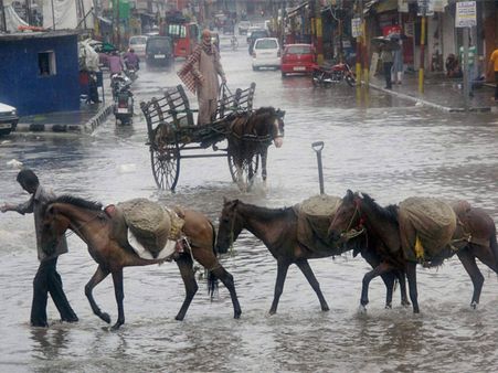 Horse breaks into car's windshield in Jaipur