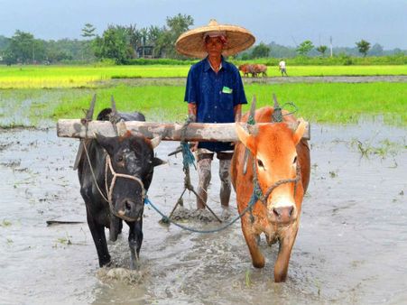 In militancy-hit Manipur, farmers adopt latest technology for ‘smart’ harvest