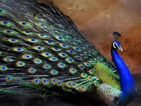 Want to know how peafowls have sex? US expert tells truth, debunks judge’s <i>brahmachari</i> theory