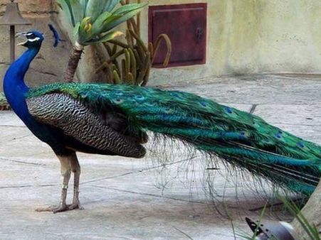 Do peacocks mate? 'The brahmachari' theory brought 