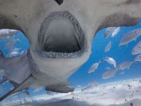 Hammerhead Shark in Bahama islands