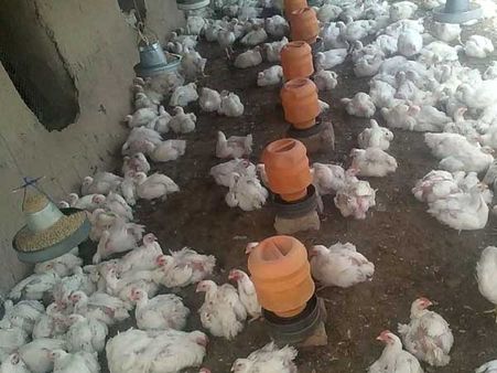 India's farmed chickens dosed with 'colistin' -world's strongest antibiotics: Report