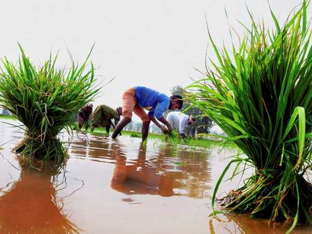 Farmers can avail concessional debt, but no proposal to write off farm loans: Govt