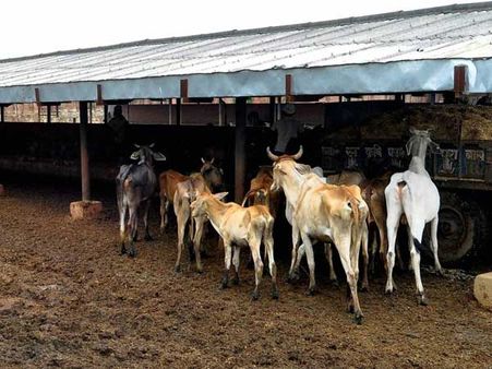 Andhra Pradesh: 30 cattle starve to death in animal shelter