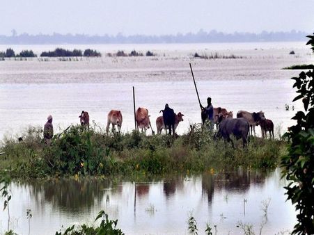 Floods wreak havoc in Assam, animals scurry for higher ground in Kaziranga