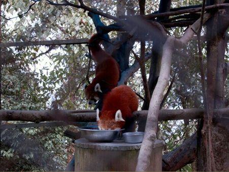 Amidst the ongoing indefinite bandh two red pandas born in captivity in Darjeeling zoo