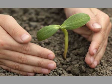 Maharashtra: Tree plantation drive exceeds 4 crore target