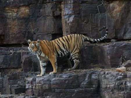 Swathi, country's oldest tiger dies at 21 in Guwahati Zoo