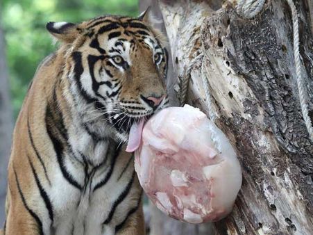 Bizarre trend? Villagers sending elders as tiger prey to get compensation