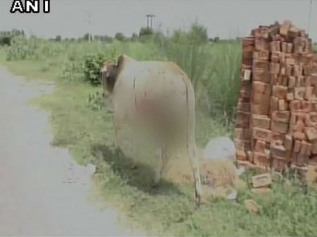 Miscreants throw acid on bulls and cows in Agra