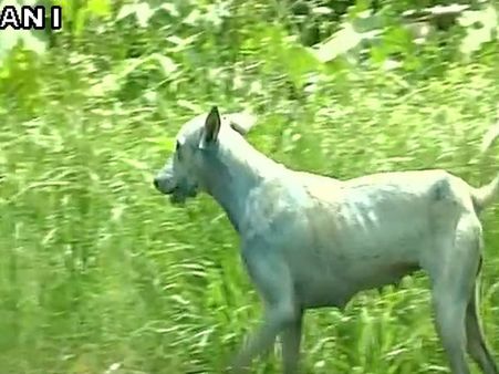 What is turning Mumbai dogs blue?