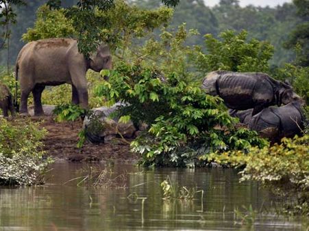 Over 140 animals dead in Kaziranga Park, flood inundates 80 per cent of forest