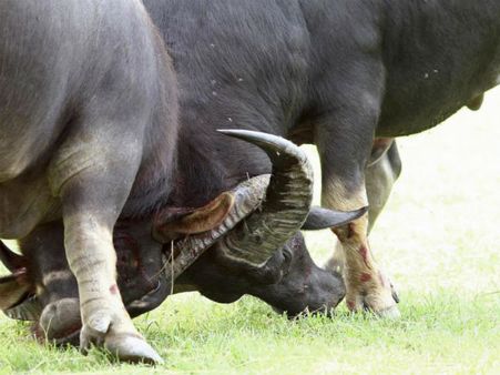 Rohingya Muslims assaulted after locals object to buffalo slaughter on Eid