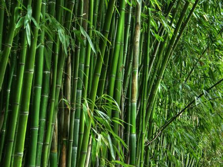 Manipur rekindles its love affair with bamboo to generate employment