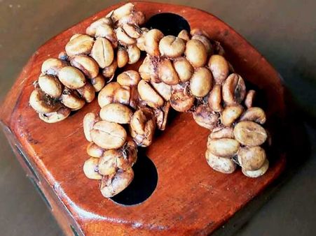 Production of world's most expensive coffee begins in Coorg