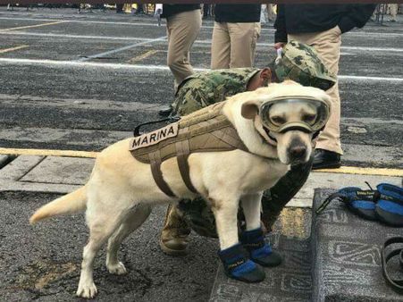 Meet Frida, the dog who has saved dozens of lives after Mexico earthquake
