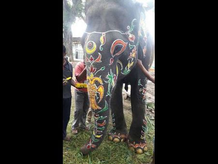 Dasara 2017: Meet the stars of Mysuru Dasara