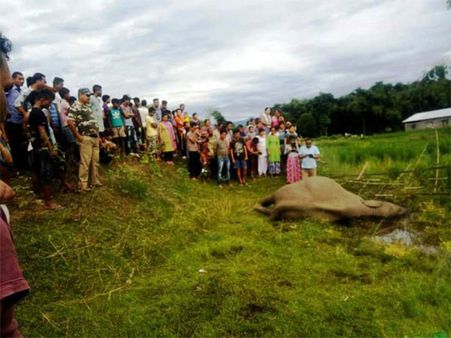Elephant death in North Bengal