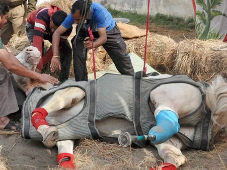 Horse Shaktiman’s death: U’khand govt withdraws case against BJP MLA Ganesh Joshi