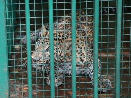 Leopard strays into Mysore Zoo, captured