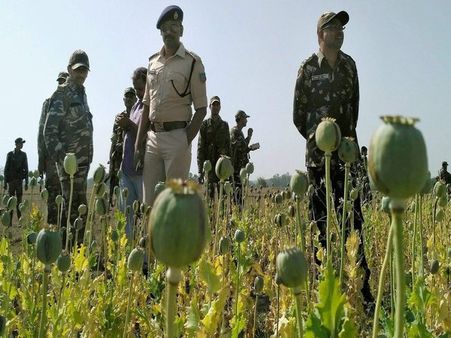 Three arrested in J&K with poppy, cannabis: Why are these illegal?