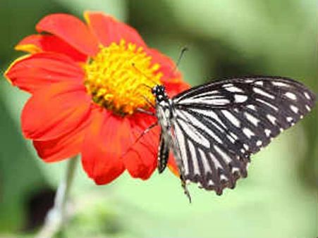 Butterfly conservatory park to come up in Gurugram
