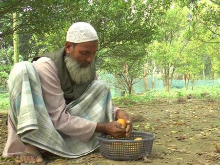 World famous Darjeeling oranges could face stiff competition from North Dinajpur oranges