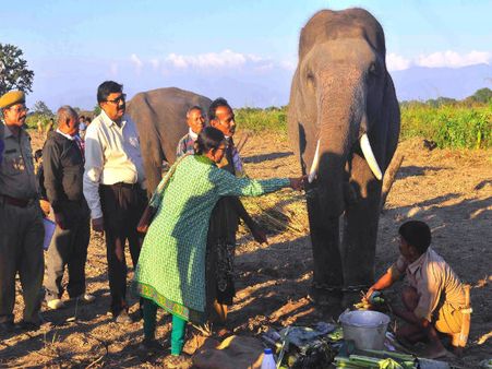 Trained elephant tramples handler to death in North Bengal