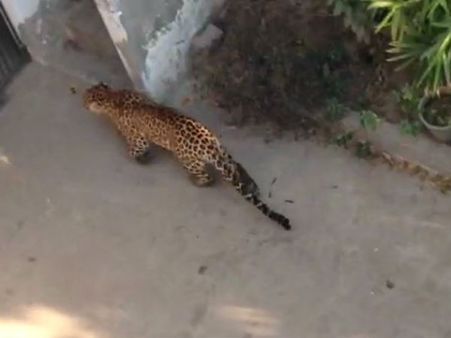 Karnataka: Leopard enters a house in Tumkur, creates panic
