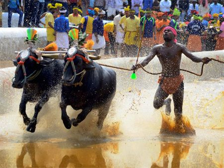 Supreme Court refuses interim stay on 'Kambala' race in Karnataka