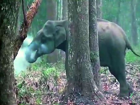 This image of a smoking elephant from Karnataka is a must-see