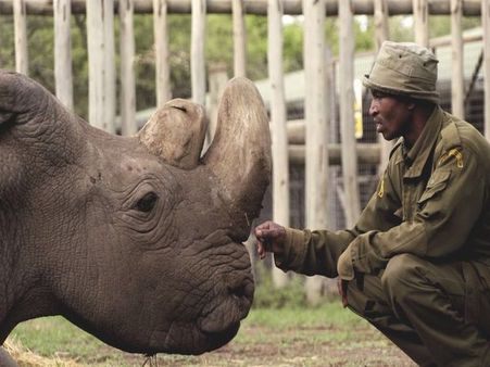 World's last male northern white rhino dies in Ol Pejeta Conservancy