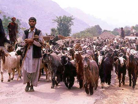 Kathua rape: Who are the Bakarwal tribes